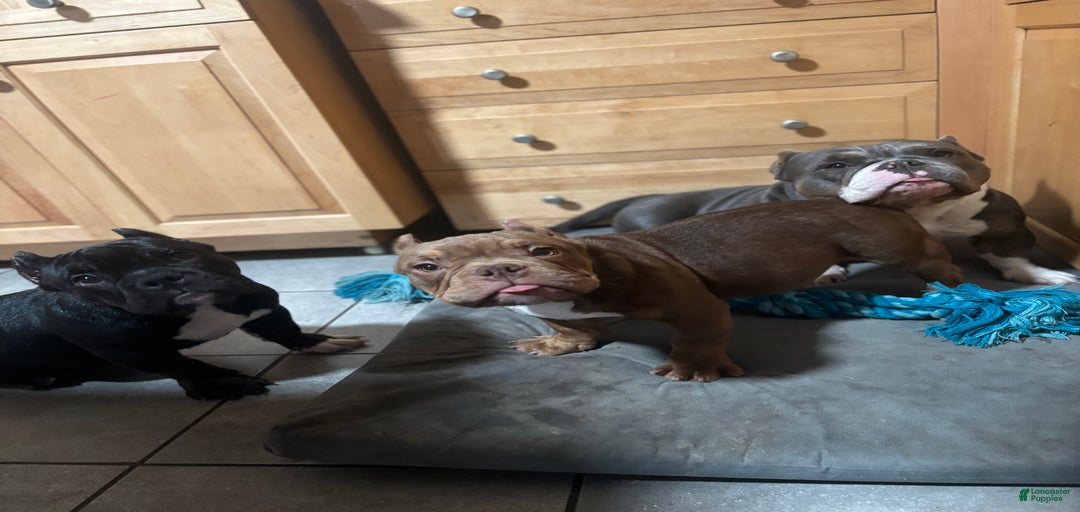 Gallery Image {{count}}