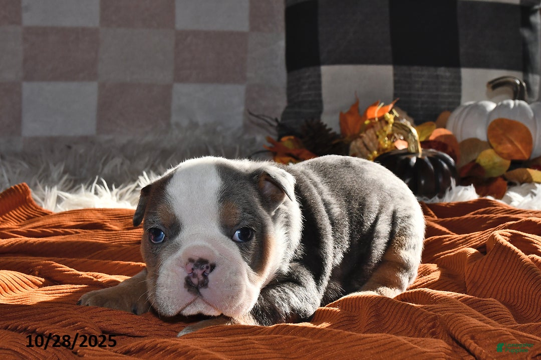 Olde English Bulldogge dogs for sale: Mila - Ad 15