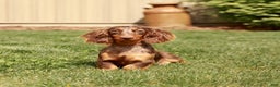 Miniature Dachshund dogs for sale: Bobby - Ad 6