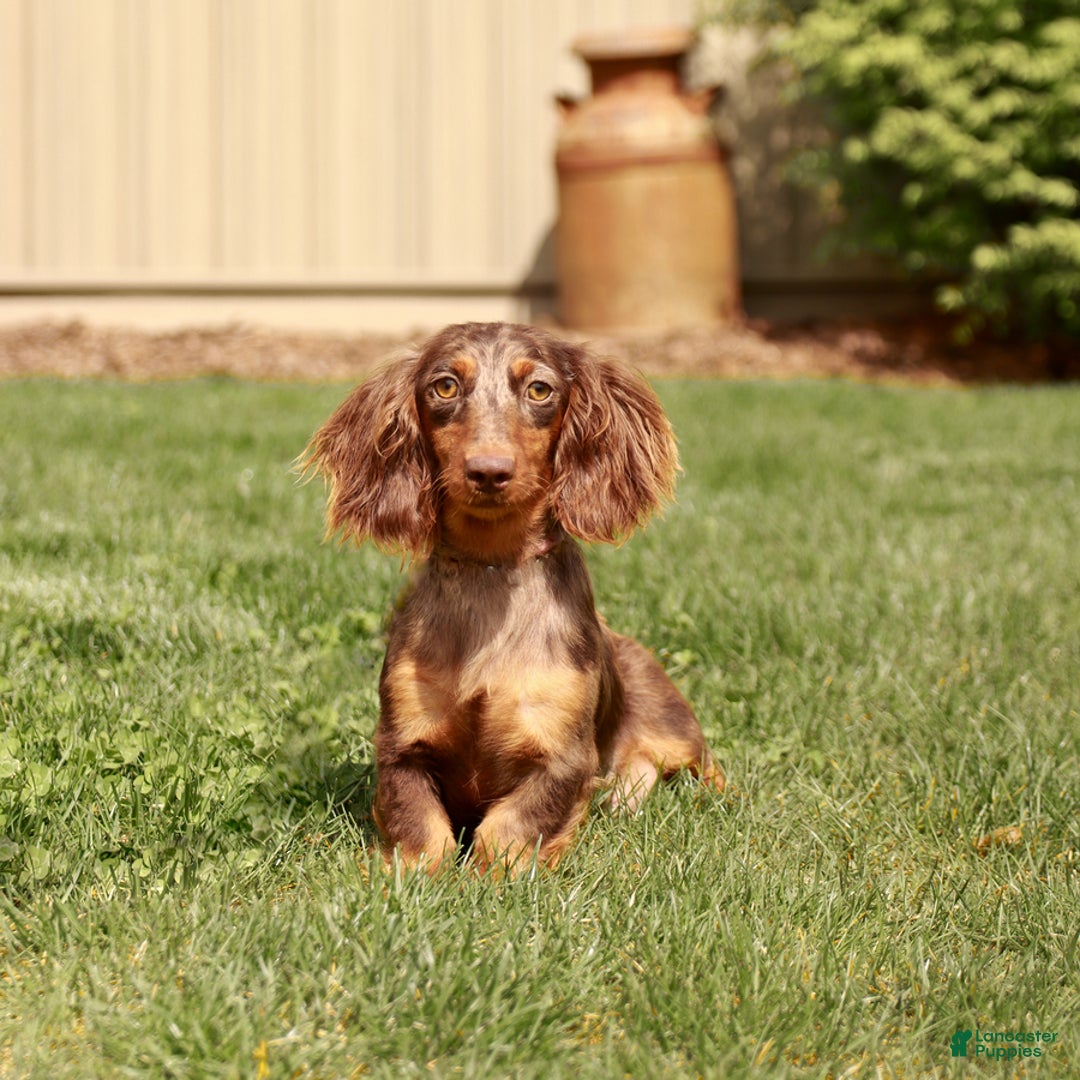 Miniature Dachshund dogs for sale: Bobby - Ad 6
