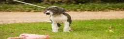 Great Dane dogs for sale: Celestia Great Dane  - Ad 4