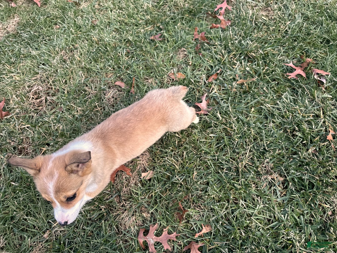 Welsh Corgi Pembroke dogs for sale: Dolly - Ad 6
