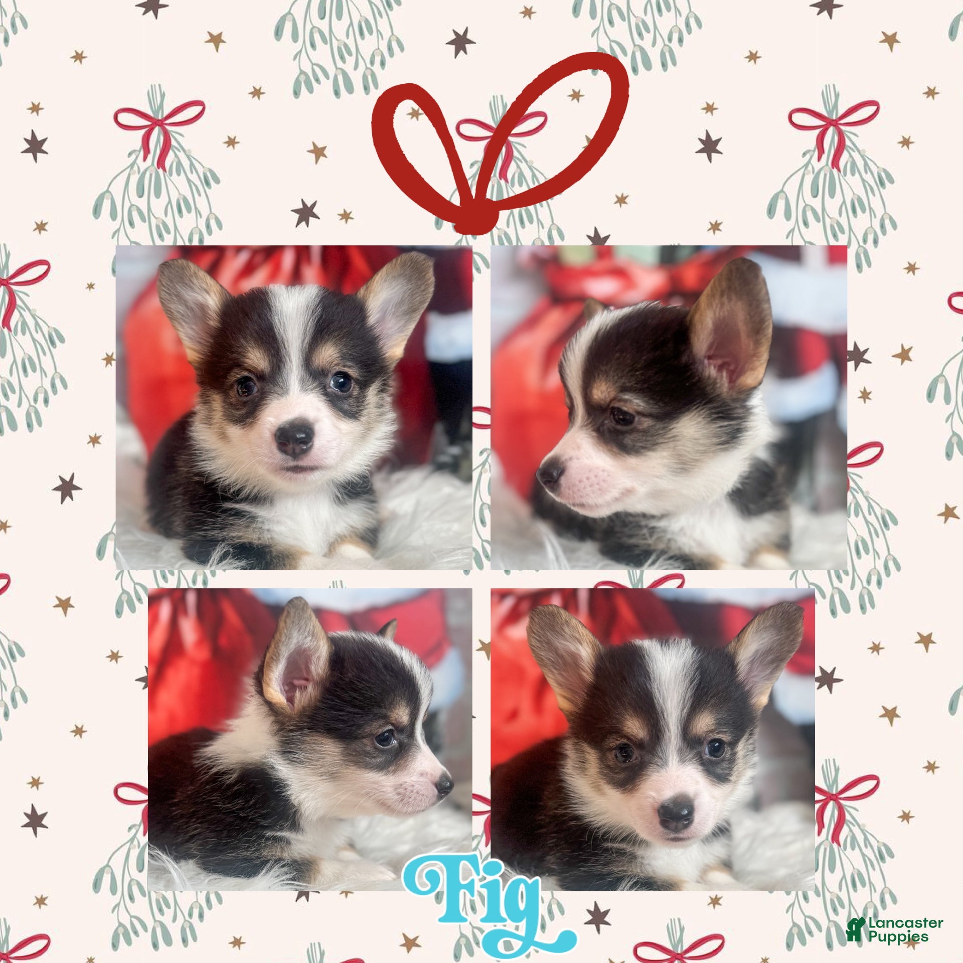 Welsh Corgi Pembroke dogs Fig - Ad 2