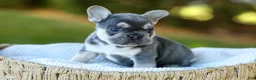 French Bulldog dogs for sale: Denver - Blue & Tan - Ad 12