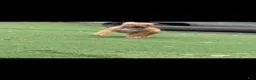 South African Boerboels dogs for sale: South African Boerboels 1 - Ad 2