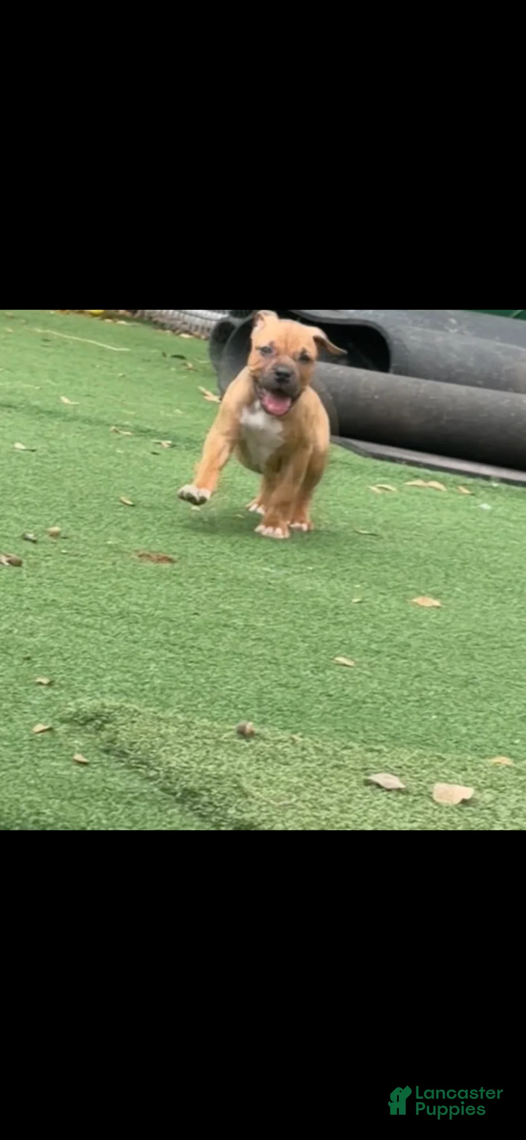 South African Boerboels dogs for sale: South African Boerboels 1 - Ad 2