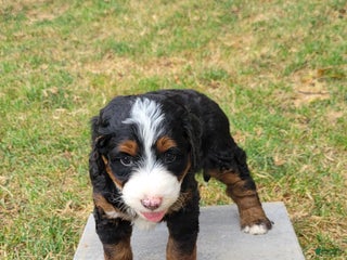 Mini Bernedoodle dogs - Ad 29