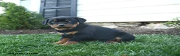 Rottweiler dogs for sale: Cadbury - Ad 2