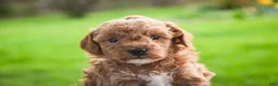 Miniature Poodle dogs for sale: Pedro - Ad 4