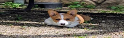 Welsh Corgi Pembroke dogs for sale: Chanel(triple clear) AKC - Ad 4