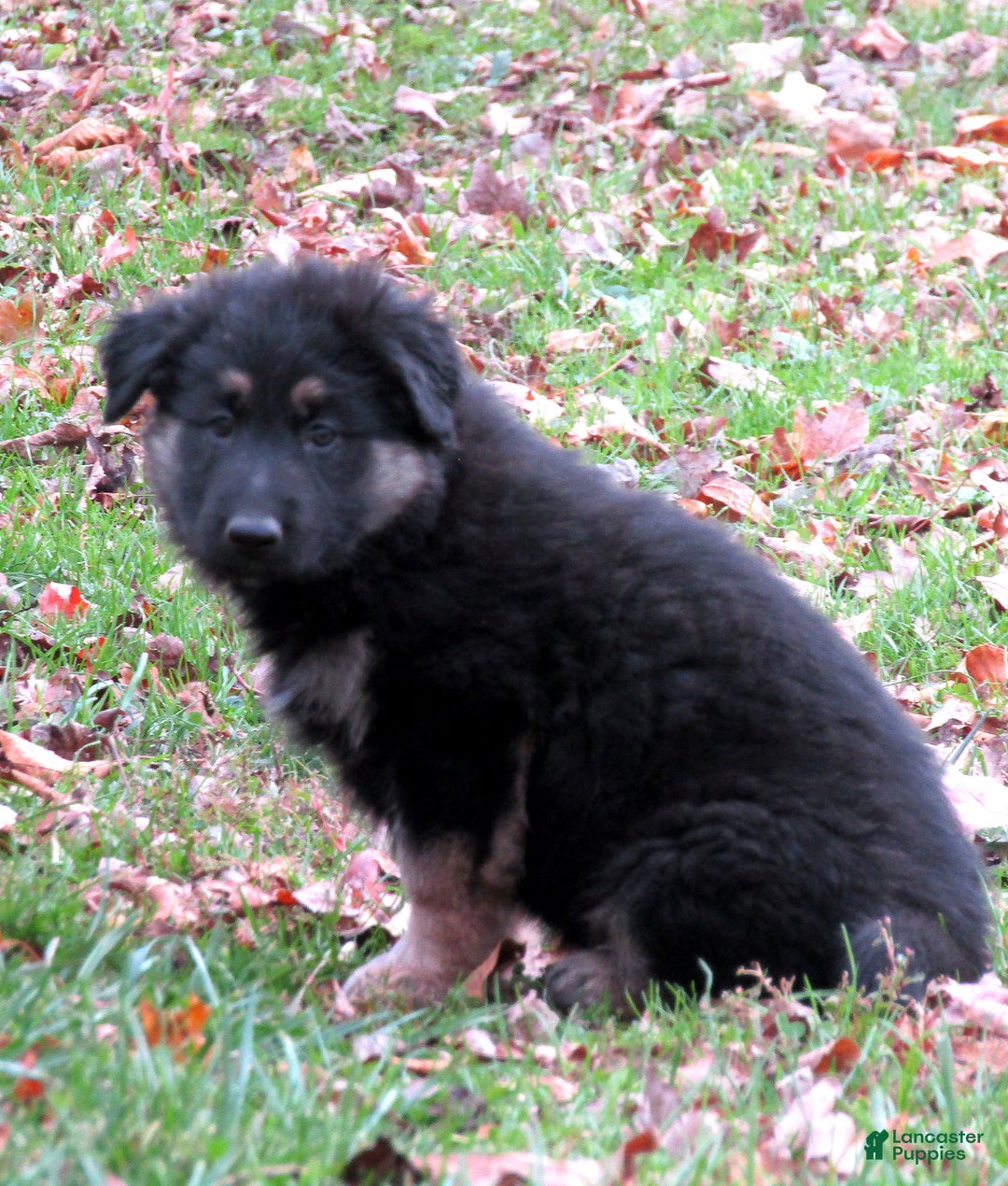 German Shepherd dogs for sale: German Shepherd Puppy 1 - Ad 4