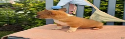 Chihuahua dogs for sale: Henry - Ad 14