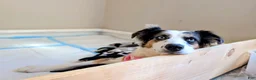 Mixed Breed dogs for sale: Cruella - Ad 3