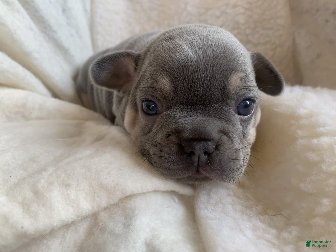 French Bulldog dogs for sale: Stella - Ad 1