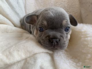 French Bulldog dogs Stella - Ad 41