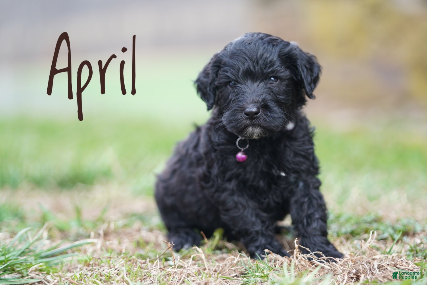 Portuguese Water Dog dogs April - Ad 1