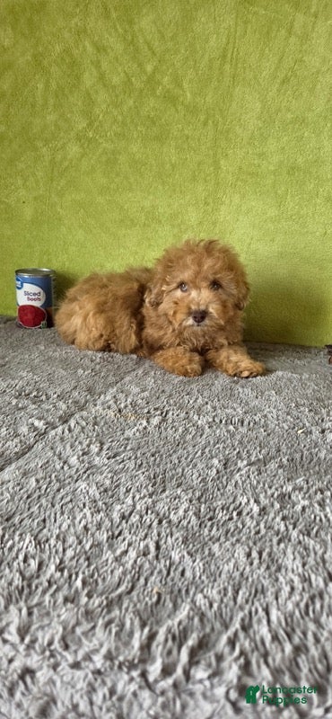 Miniature Poodle dogs Oliver - Ad 2