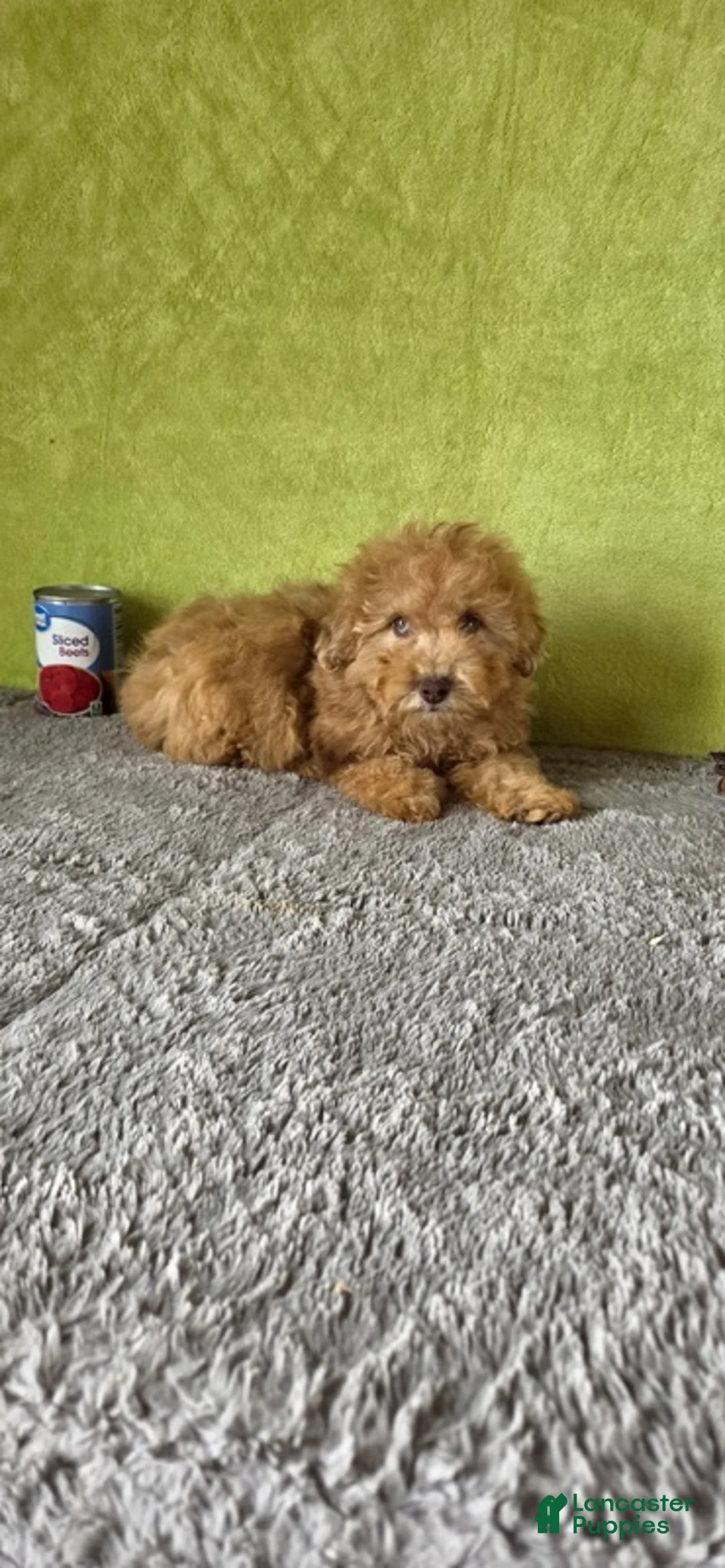 Miniature Poodle dogs for sale: Oliver - Ad 2