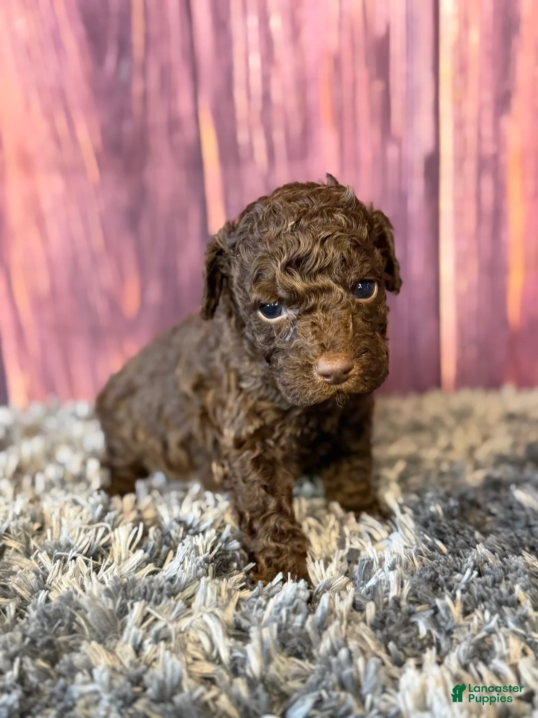 Cockapoo dogs for sale: Nico - Ad 1