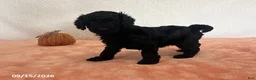 Cavapoo dogs for sale: Faith - Ad 3