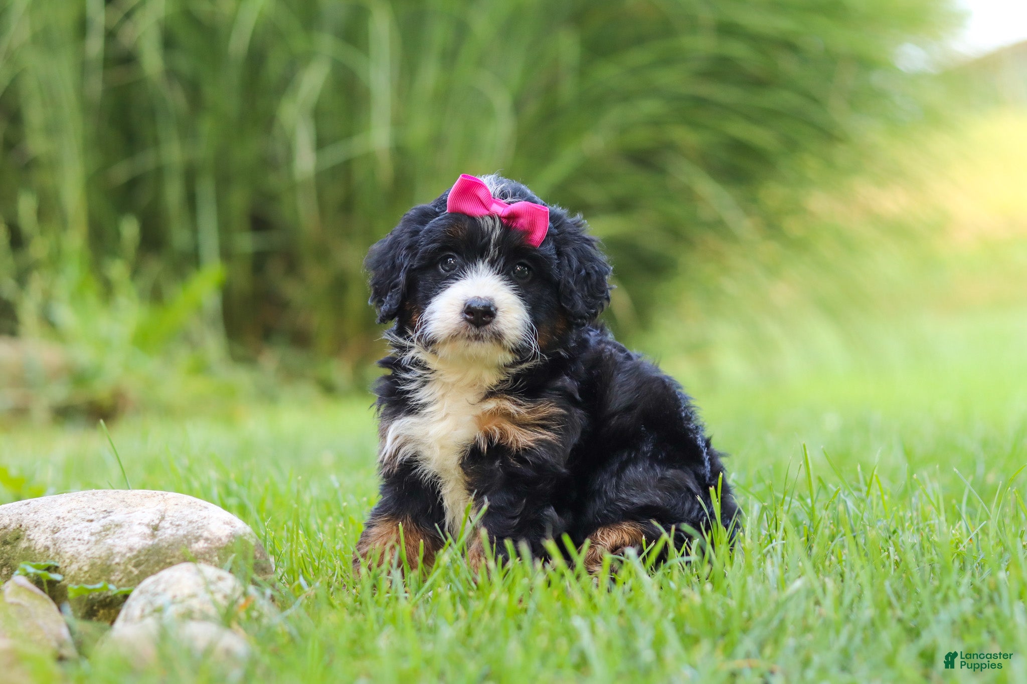 Mini Bernedoodle dogs for sale: Spree - Ad 2