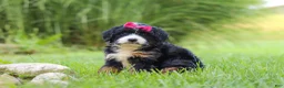 Mini Bernedoodle dogs for sale: Spree - Ad 2