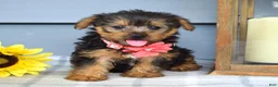 Yorkshire Terrier dogs for sale: Abby - Ad 9