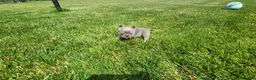 French Bulldog dogs for sale: Jayden  - Ad 5