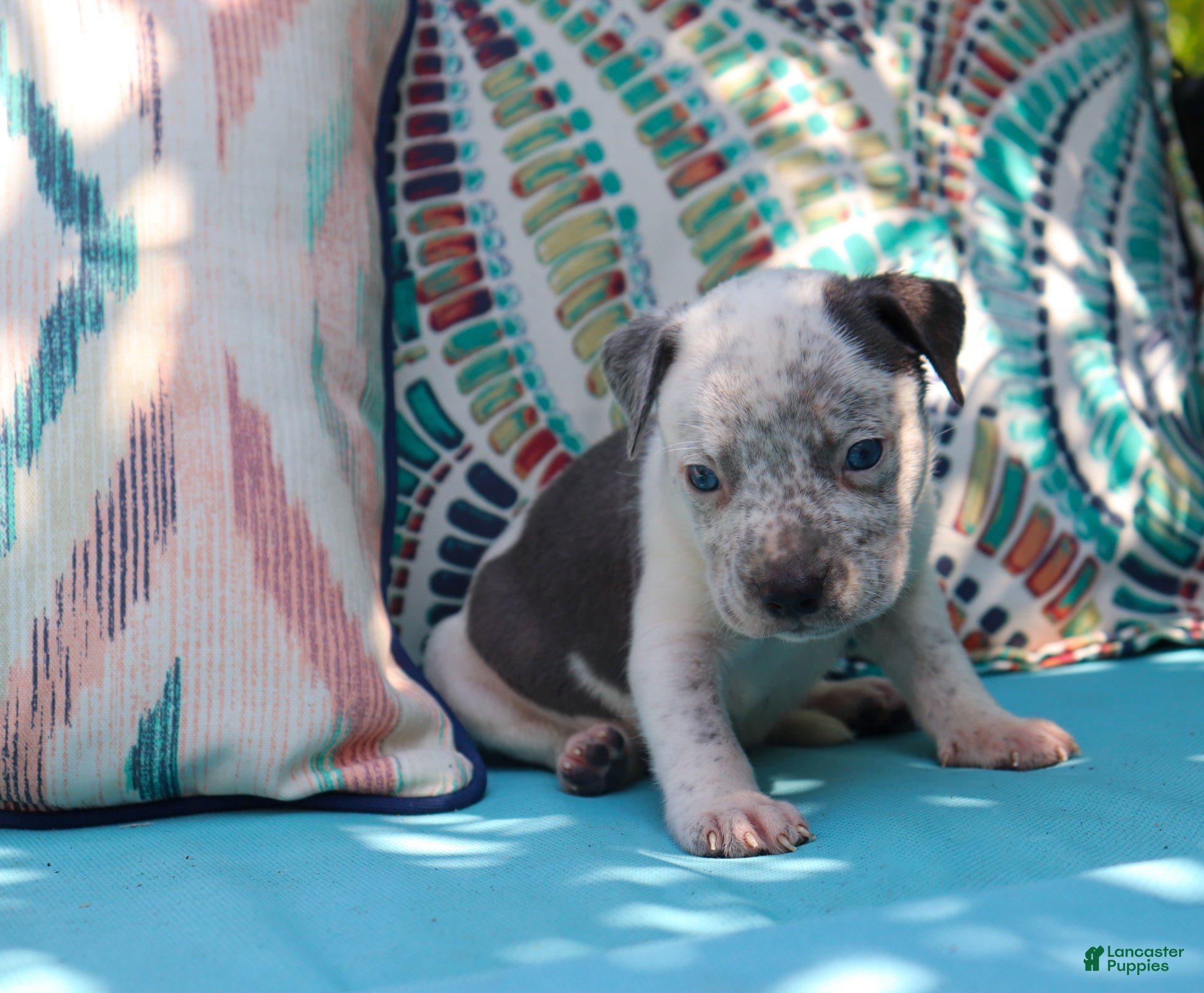 American Bully dogs for sale: Blue - Ad 2