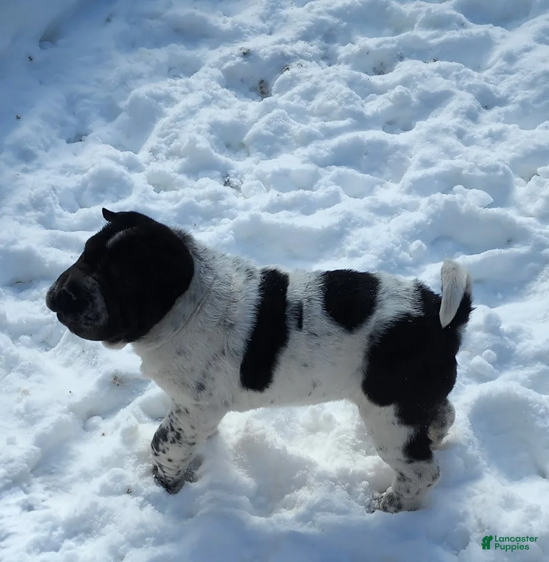 Shar Pei dogs for sale: Oreo black flower mini - Ad 6