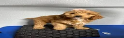 Mini Goldendoodle dogs for sale: Kylie - Ad 4