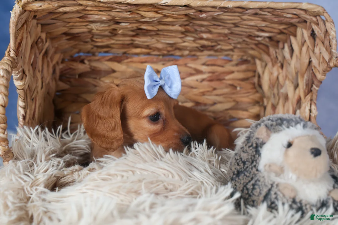Dachshund dogs for sale: Quenton - Ad 3