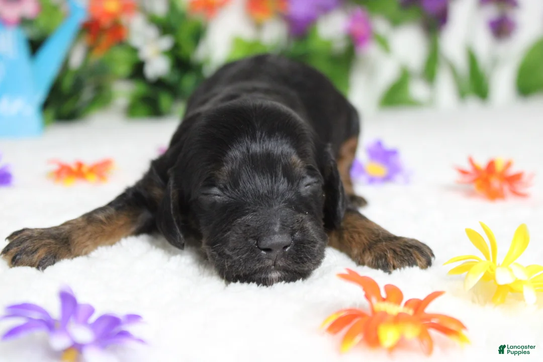 Cockapoo dogs for sale: Toffee  - Ad 1