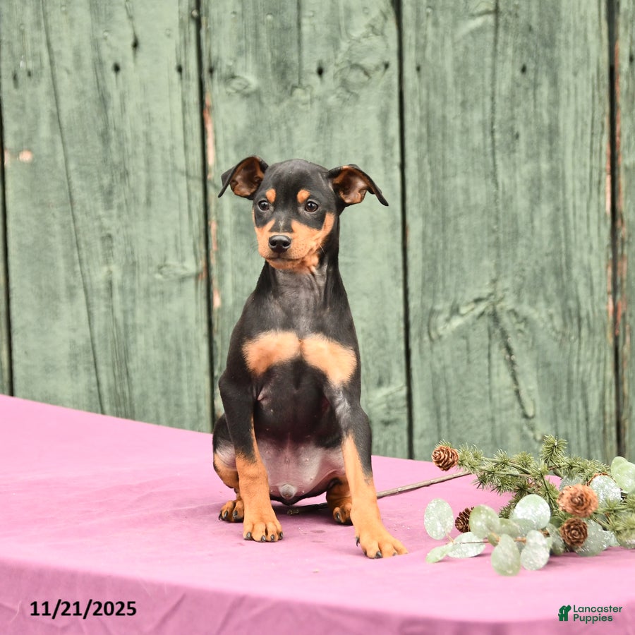 Miniature Pinscher dogs Kirt - Ad 15