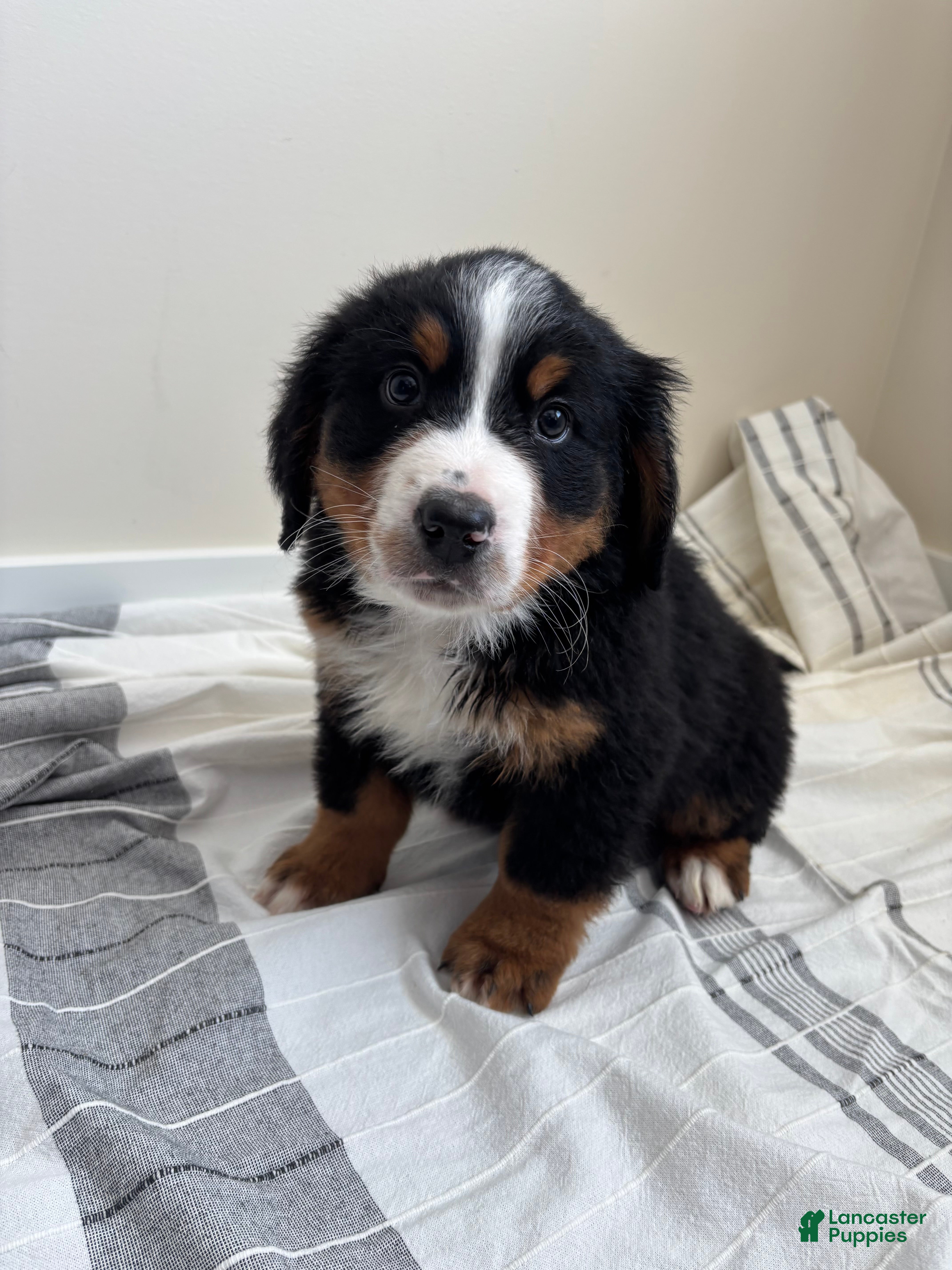 Bernese Mountain Dog dogs Jordan - Ad 42