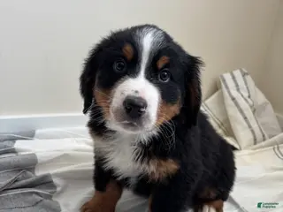 Bernese Mountain Dog dogs Jordan - Ad 42