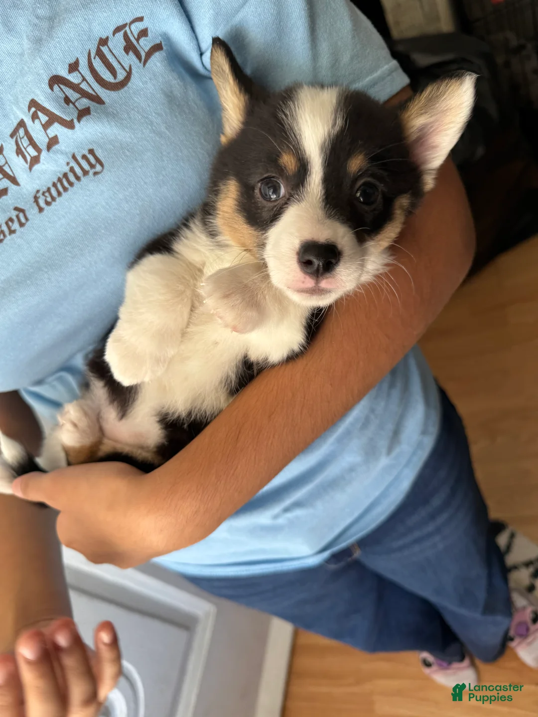 Welsh Corgi Pembroke dogs for sale: Scarlett - Ad 3