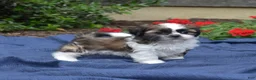 Shih Tzu dogs for sale: Zucchini - Ad 6