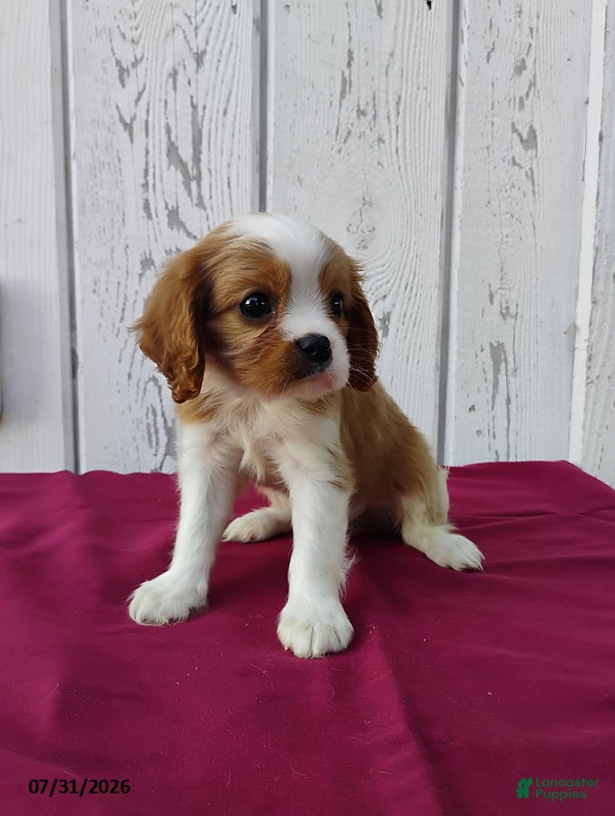 Cavalier King Charles Spaniel dogs Duke - Ad 2