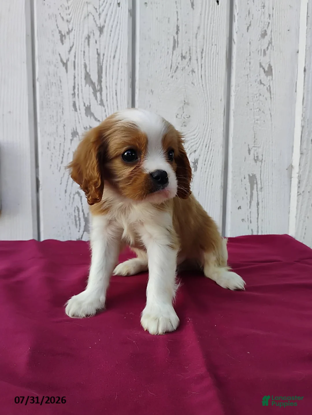Cavalier King Charles Spaniel dogs for sale: Duke - Ad 2