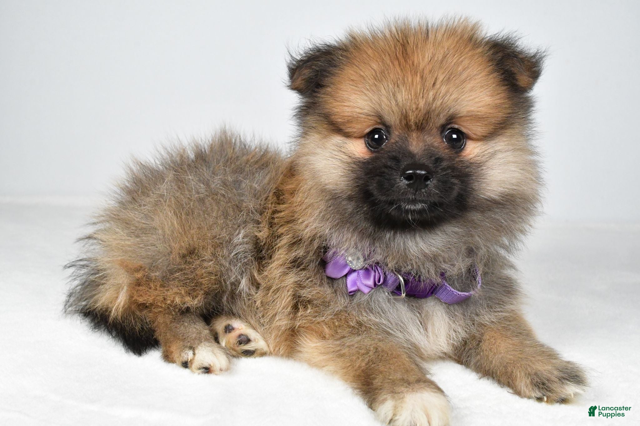 Pomeranian dogs Frisky - Ad 1