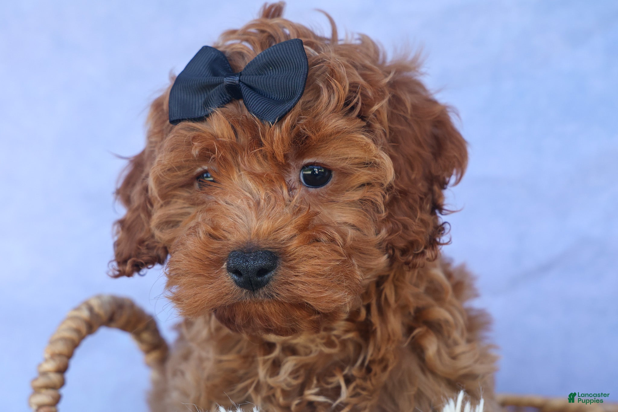 Cavapoo dogs for sale: ROMEO - Ad 18