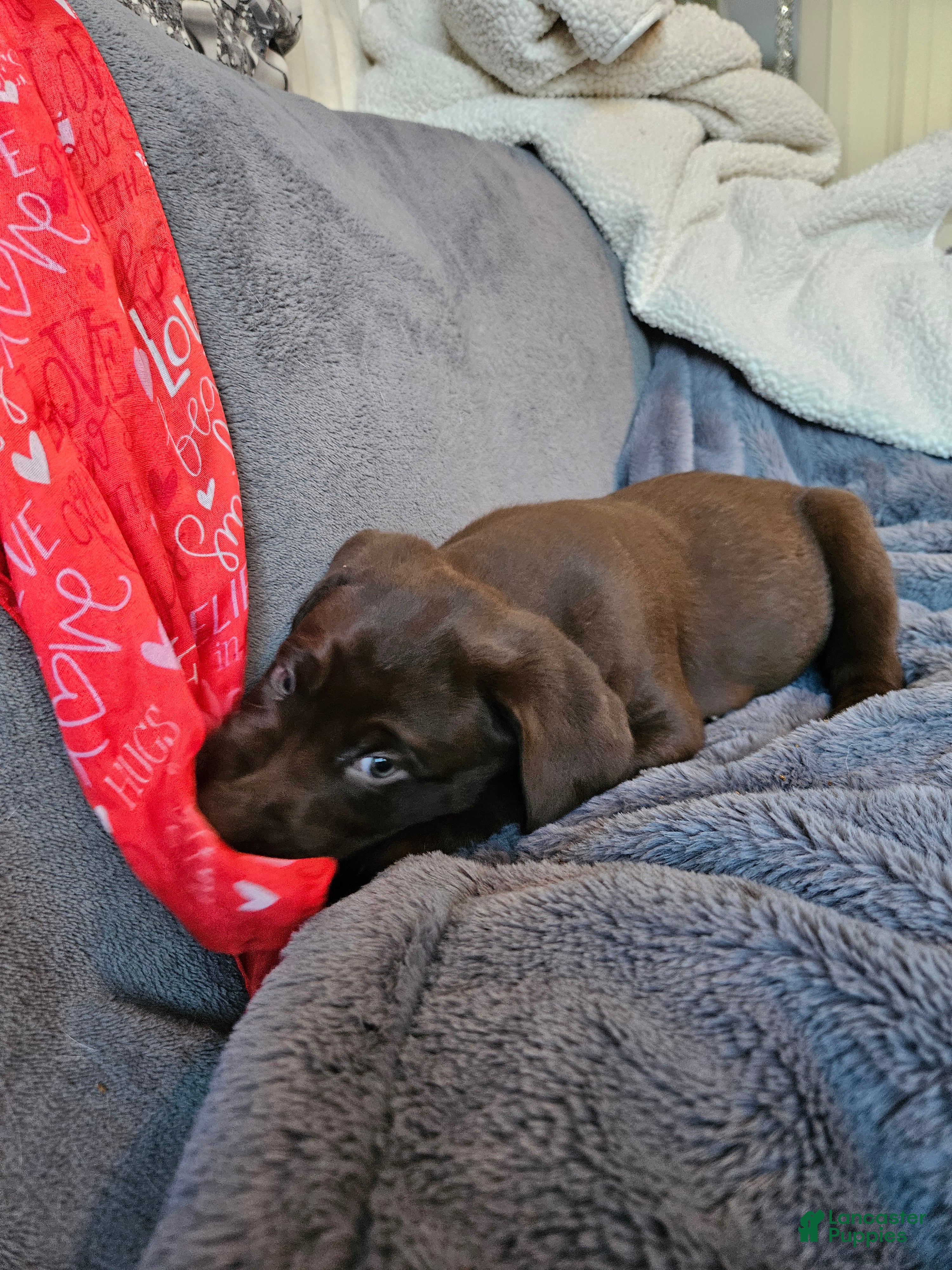 Labrador Retriever dogs Labrador Retriever Puppy 5 - Ad 2