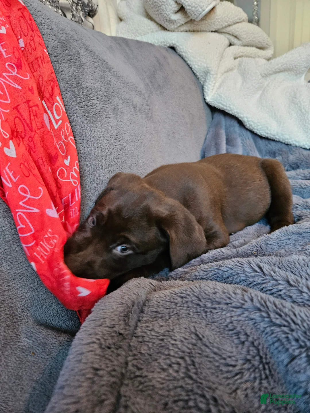 Labrador Retriever dogs for sale: Labrador Retriever Puppy 5 - Ad 2