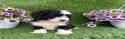 Mixed Breed dogs for sale: Benji - Ad 3