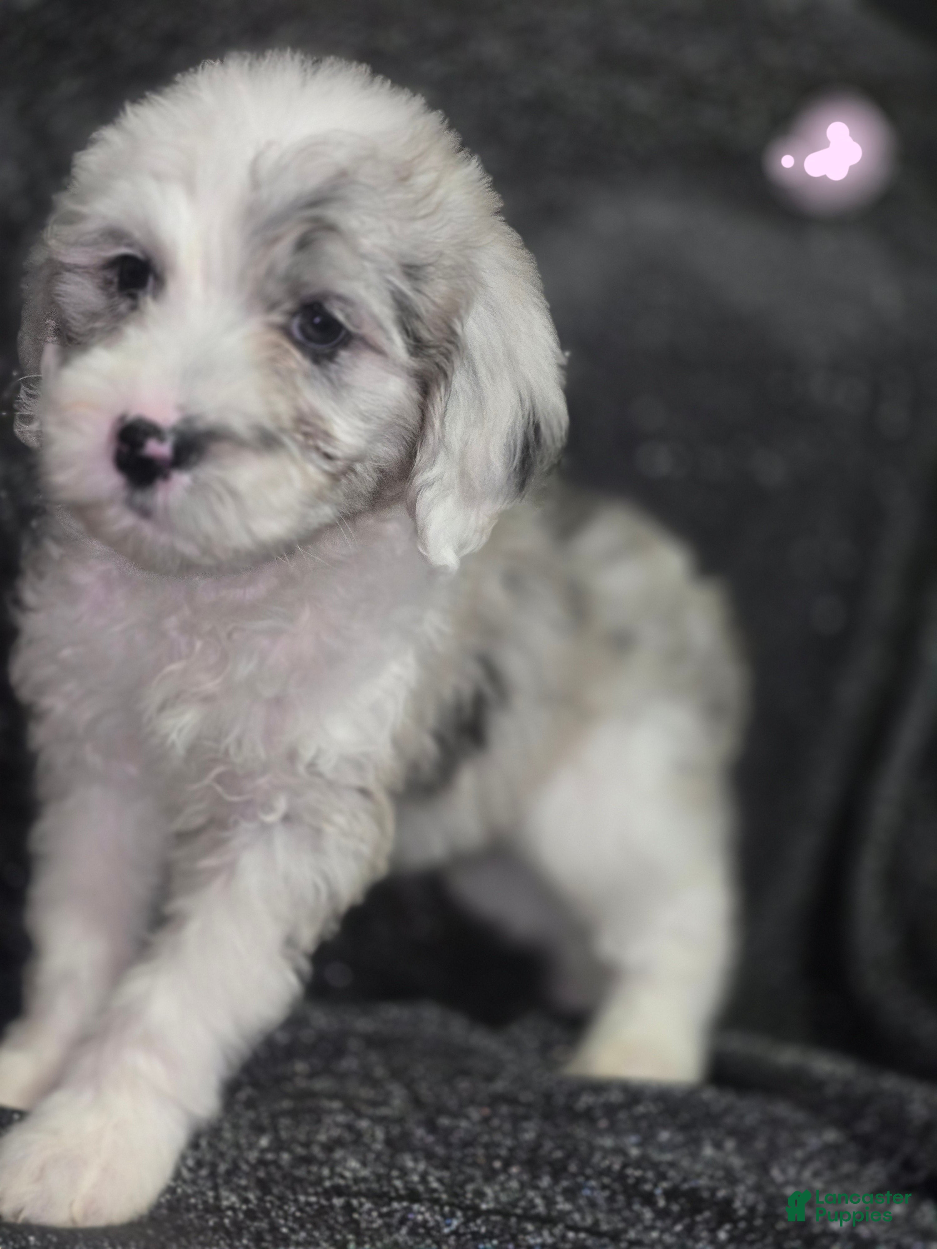 Sheepadoodle dogs Rose-light pink - Ad 34
