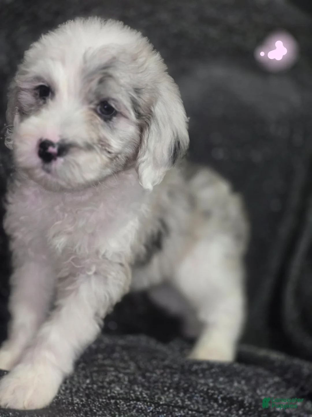 Sheepadoodle dogs for sale: Rose-light pink - Ad 1