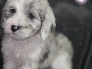 Sheepadoodle dogs Rose-light pink - Ad 18