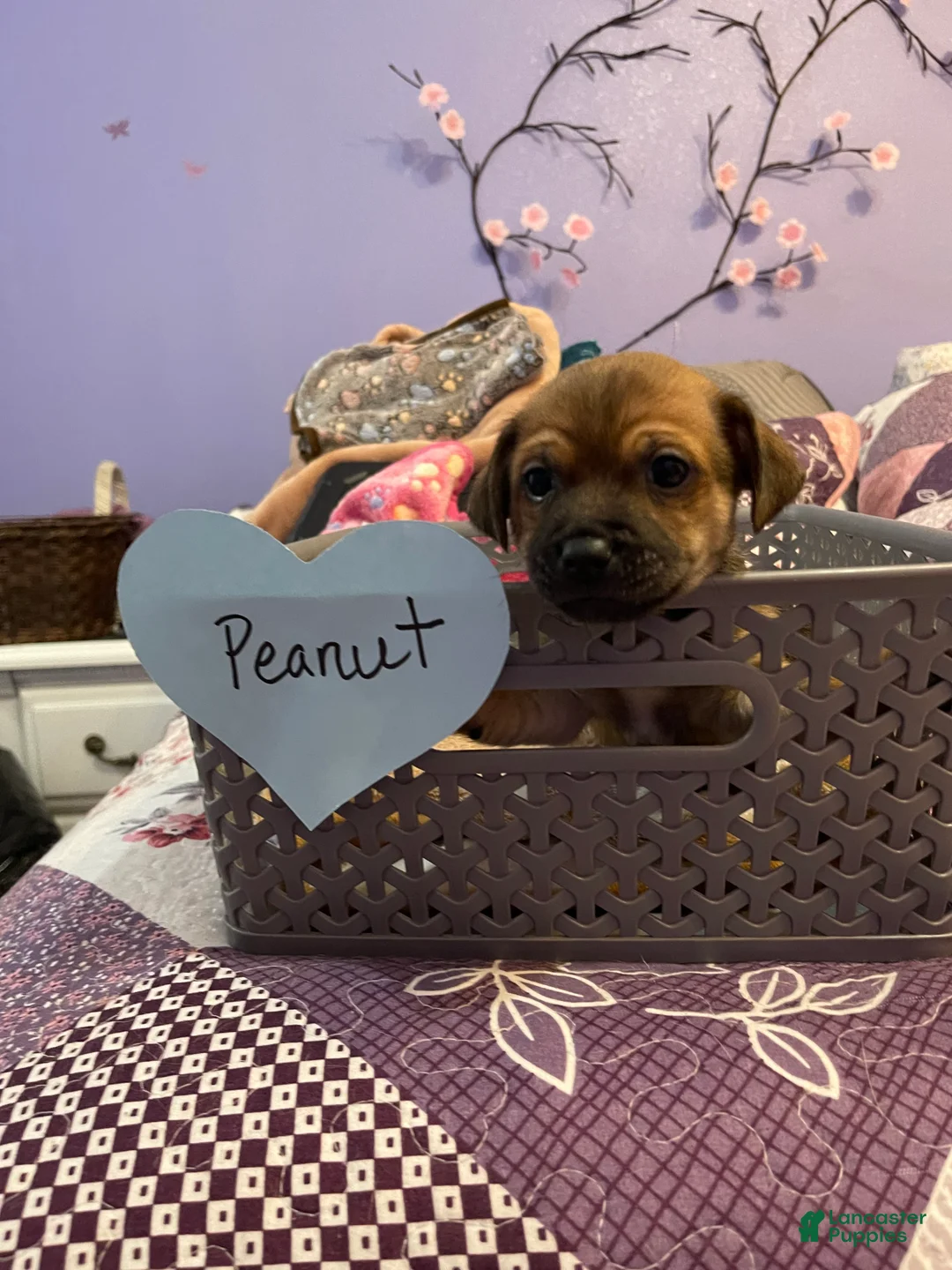 Chihuahua dogs for sale: Chihuahua 2 - Ad 2