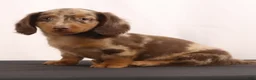 Dachshund dogs for sale: Duke - Ad 8